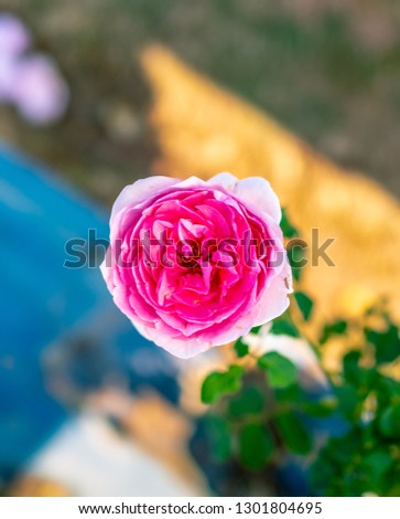 A light pink rose with multiple layers of petals with a blur view of pollens, outer layers of petals, and green leaves