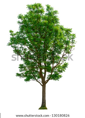 Tree isolated on white background Royalty-Free Stock Photo #130180826
