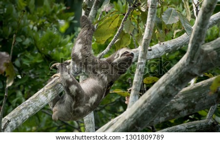 Beautiful sloth in the jungle