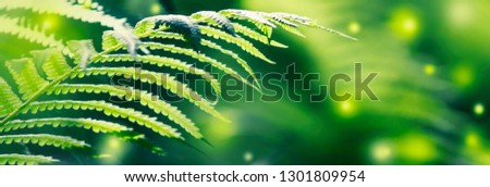 Dark green mysterious spring natural background with white fern leaves, outdoor nature, soft focus, partially blurred image