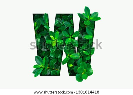 Nature concept alphabet of green leaves in alphabet letter W