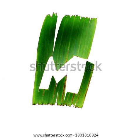 M. One letter green tropical palm leaf alphabet isolated on white