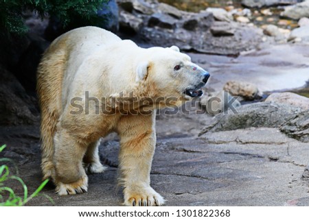 White Bear in zoo,photo blurred.