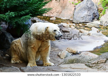 White Bear in zoo,photo blurred.