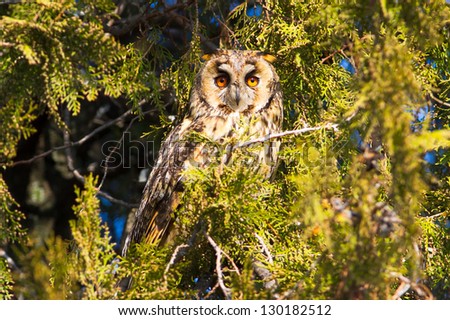 long-eared owl (Asio otus) in the tree close-up
