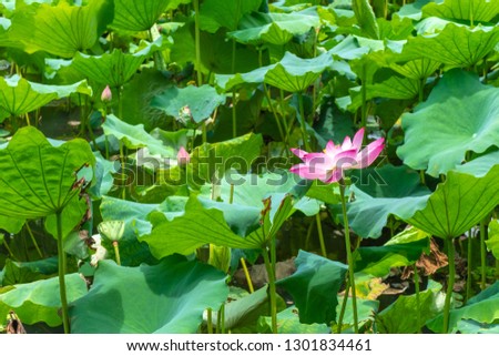 The beautiful lotus flowers on the lake