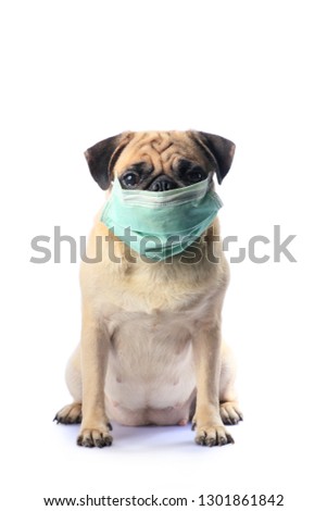 Close-up of a dog in the city wearing a face mask to protect herself from infection or air pollution isolated on white background  