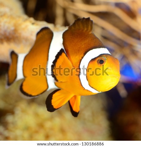 clownfish in marine aquarium