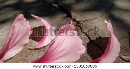 
Pink flower petals on a wooden table