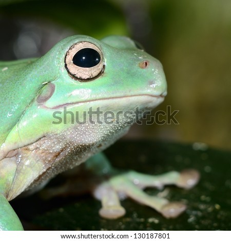 Colorful frog in terrarium