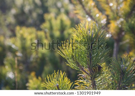Natural green foliage background with sunlight shining