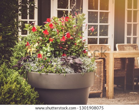 nice morning situation showing a patio or terrace with flowers in container or pot and patio furniture at the background; at the background also visible is a terrace door and windows