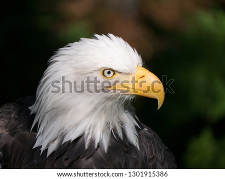Bald Eagle spotted on Kenai in Alaska
