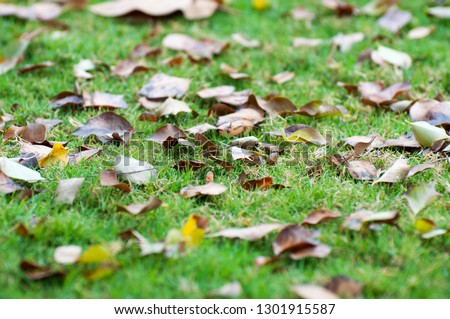 Autumn leaves on the grass