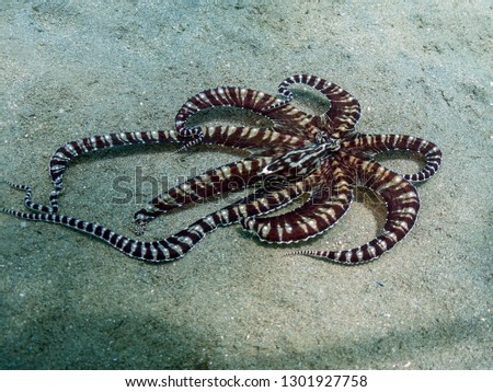 Mimic Octopus on sand Royalty-Free Stock Photo #1301927758