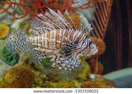 exotic fish in the aquarium