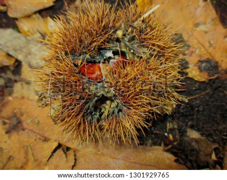 Beautiful gold colored chestnut inside the spiny shell on the ground.