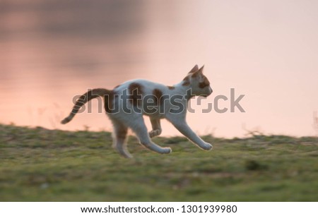 Blurred motion cat running in the park