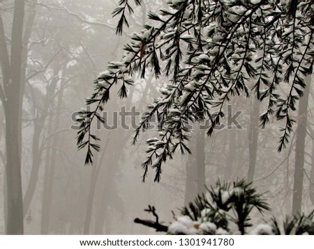 Trees in the winter morning fog