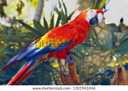 Tropical colorful parrot. Macaw in Brazil jungle.