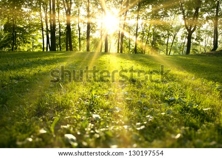 Sunlight in the green forest, spring time Royalty-Free Stock Photo #130197554