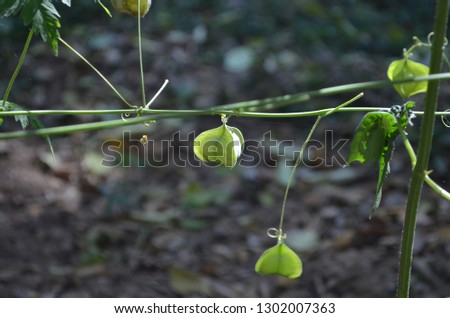 Mekon river weed, Cardiospermum halicacabum, known as the balloon plant or love in a puff, a climbing plant, a kind of weed along roads and rivers in tropical and subtropical Africa and Asia 