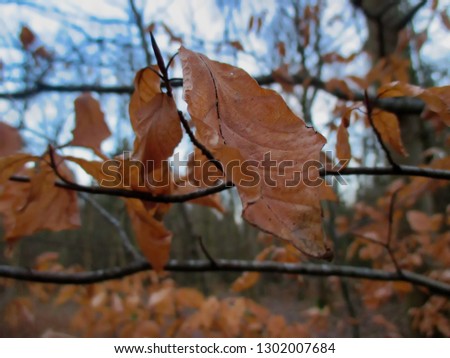 Light brown hazel tree leaves on the branch in winter.