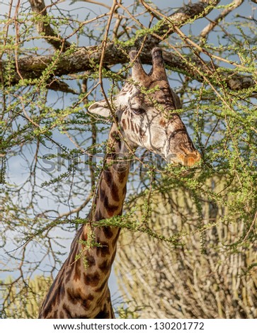 Maasai giraffes in Crater Ngorongoro National Park - Tanzania