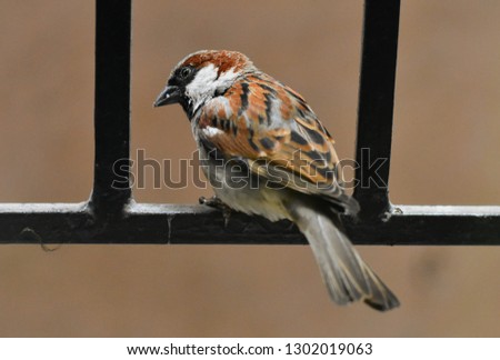 Picture of a sparrow.