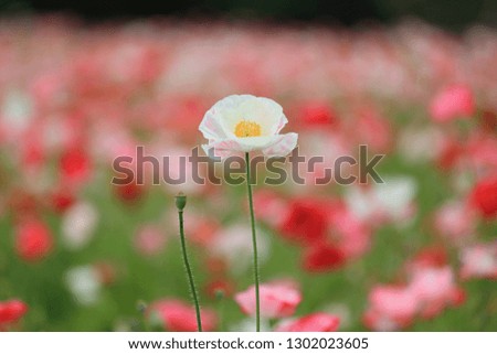 This picture is a poppy flower garden.