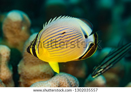 Pacific Pinstriped Butterflyfish