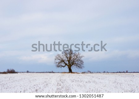 A lone oak stands on a snowy field amid a bright blue winter sky. Oak with burnt and cracked trunk from lightning in winter is in the open field
