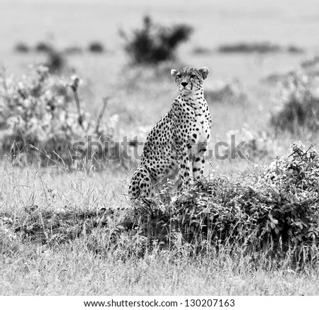 A cheetah on the Masai Mara National Reserve - Kenya