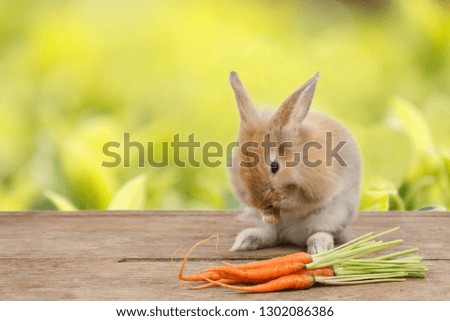 cute brown easter bunny rabbit on wood with carrots and green leave background