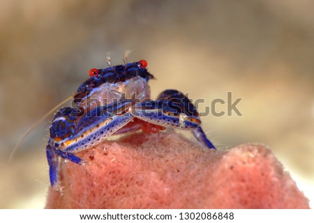  Blue sponge  porcelain crab (Aliaporcellana spongicola). Picture was taken in Lembeh Strait, Indonesia