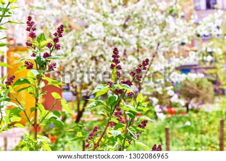 Spring flowers and trees