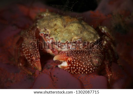 Crab Actumnus sp. Picture was taken in Lembeh Strait, Indonesia