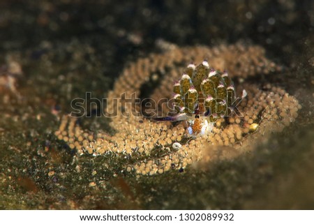 Sheep nudi with eggs. Sea slug Costasiella kuroshimae. Size 2 mm. Picture was taken in Lembeh Strait, Indonesia