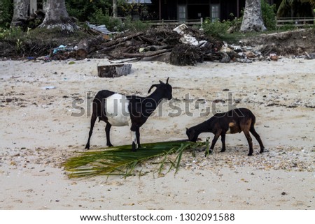 picture of two goat eat coconut leaves 