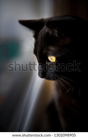 
the evil black cat