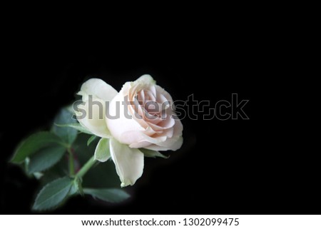 Rose on a black background. Holiday greeting concept. Copy space.