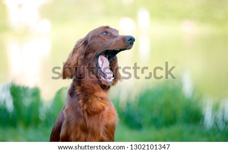 Irish setter yawning, the portrait on the backdrop of a small lake