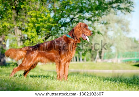 Dog breed Irish setter stands and looks into the distance, in the background of the lake and trees Royalty-Free Stock Photo #1302102607