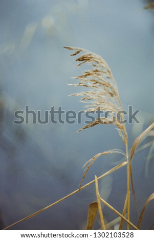 dry grass in yellow against the background of blue water. close up blurred background