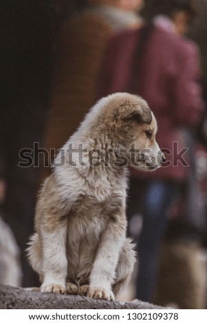 In the picture a puppy is sitting at a local shop in old Manali India