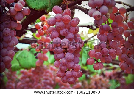 Koshu grape in Yamanashi, Japan Royalty-Free Stock Photo #1302110890