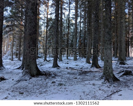 Scottish country forrwst snowy walk, snow covered trees and paths, senic pictures with an array of colours