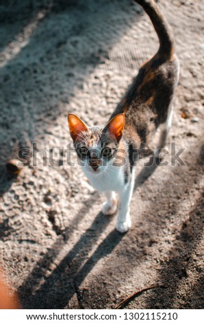 cat with brown background.