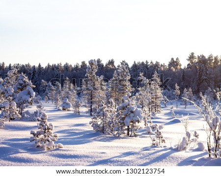 Pine tree forest with lots of snow in the bright winter morning - Image