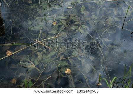 Concentric circles on a calm surface of the natural forest pond. Water plants are visible under water surface
